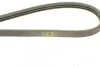 Ремінь генератора поліклиновий DAYCO 3PK853 (фото 3)